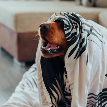 Dogs & puppies facts