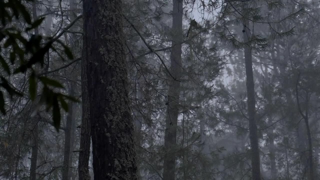 Relaxing Sounds Of Rainy Forest (Forest) 99.9% Of People Fall Asleep in Minutes With This Video.