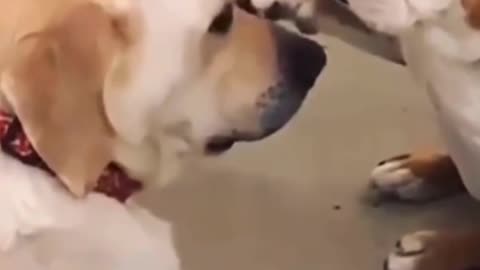 dog funny video