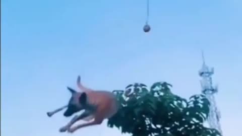 Dog shows off crazy new stunt