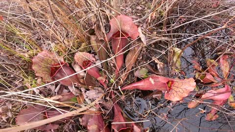 Pitcher Plants