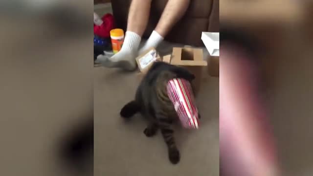 This Stupid Cat's Head Got Stuck In Plastic Bag | Funny Video