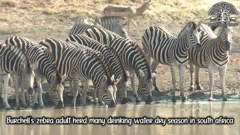 Burchell's zebra adult herd many drinking water dry season in south africa