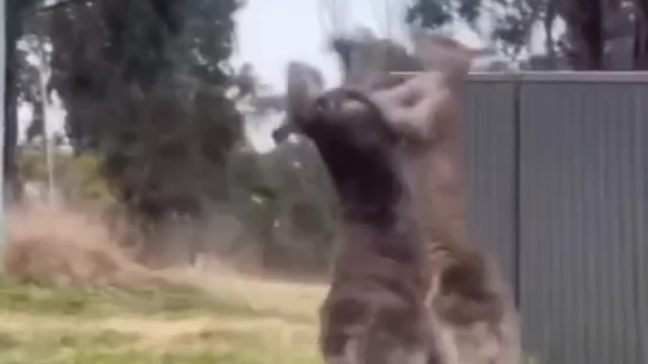 The funniest fight is the kangaroo fight🔥😅