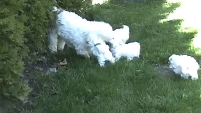 CUTE PUPPIES!!- 6 Weeks Old- Nursing from their Uncle!!