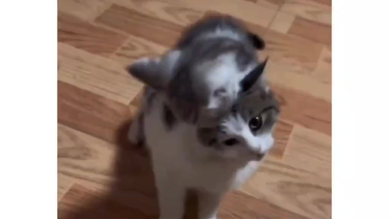 When Your Cat Comes To You COMPLAINING 😛About Her Kid!
