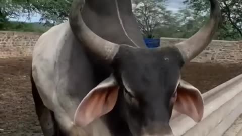 bull ki voice #short #animals