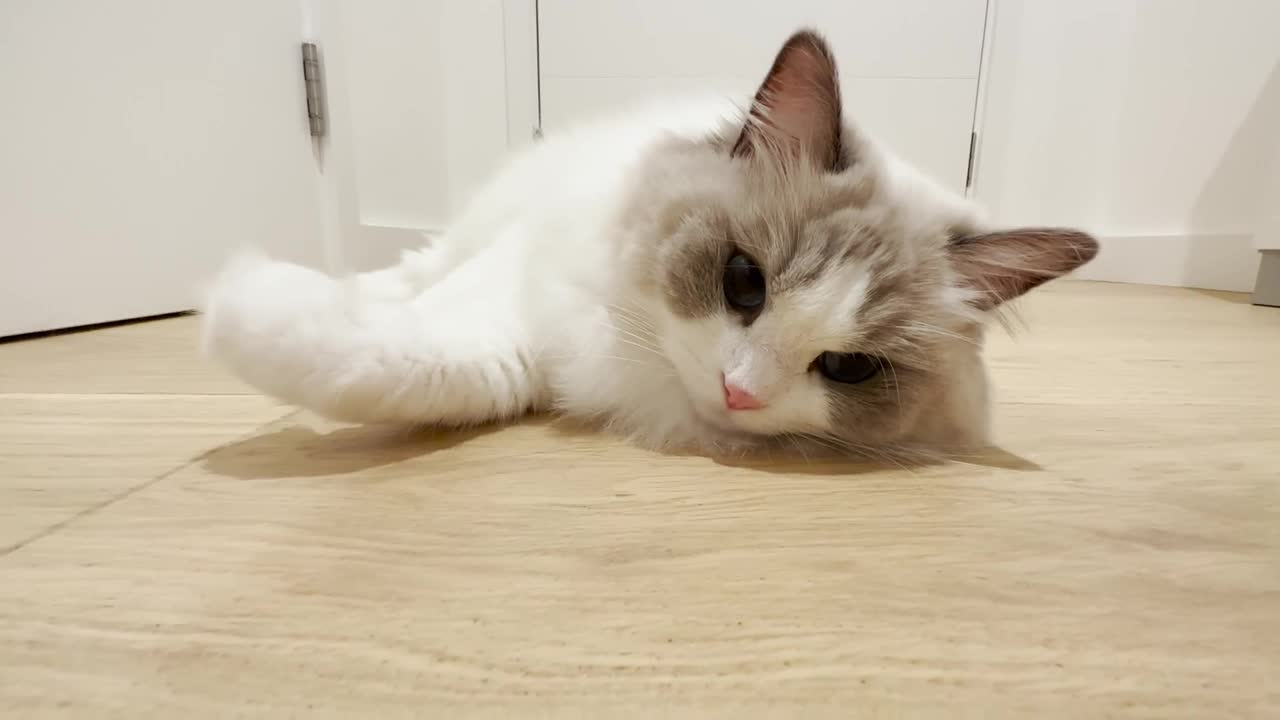 The Ragdoll Plop | Amber and Sydney