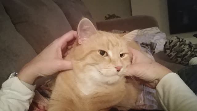 Relaxing Cat Massage