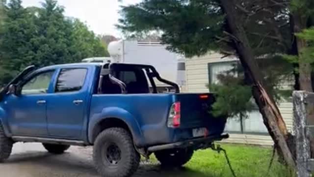 Pickup Pulls Tree Down Onto Itself