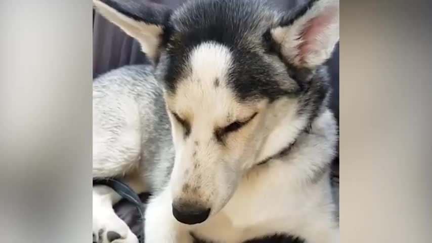 Husky Struggles To Stay Awake