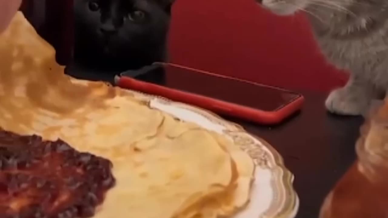 Animal funny videos