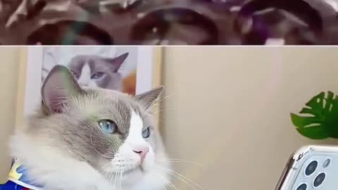 This Cute cat video is so satisfying