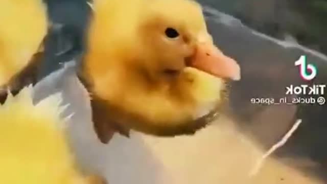 ducklings bathe🦆🦆🦆