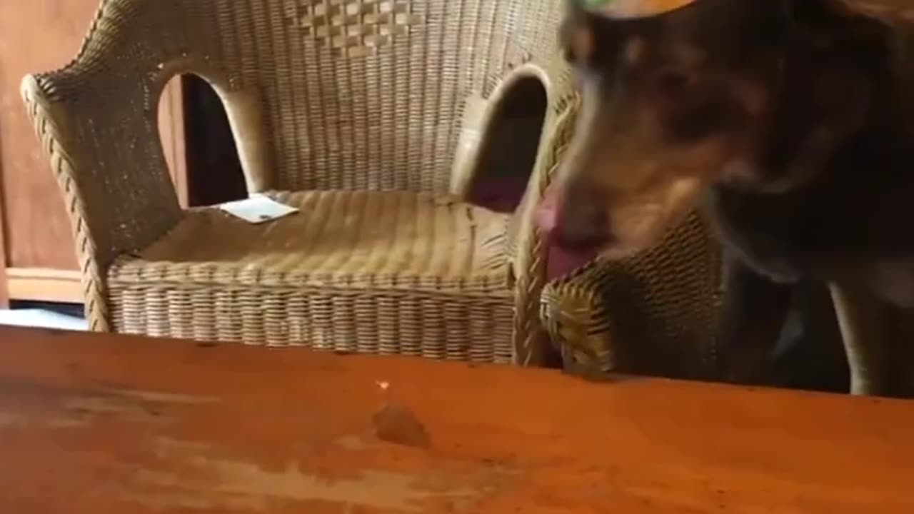 Funny Cats | Cute Cates | Funny Animals For Kids | Cute Animals | Part 8 | The Pet Collections 1992