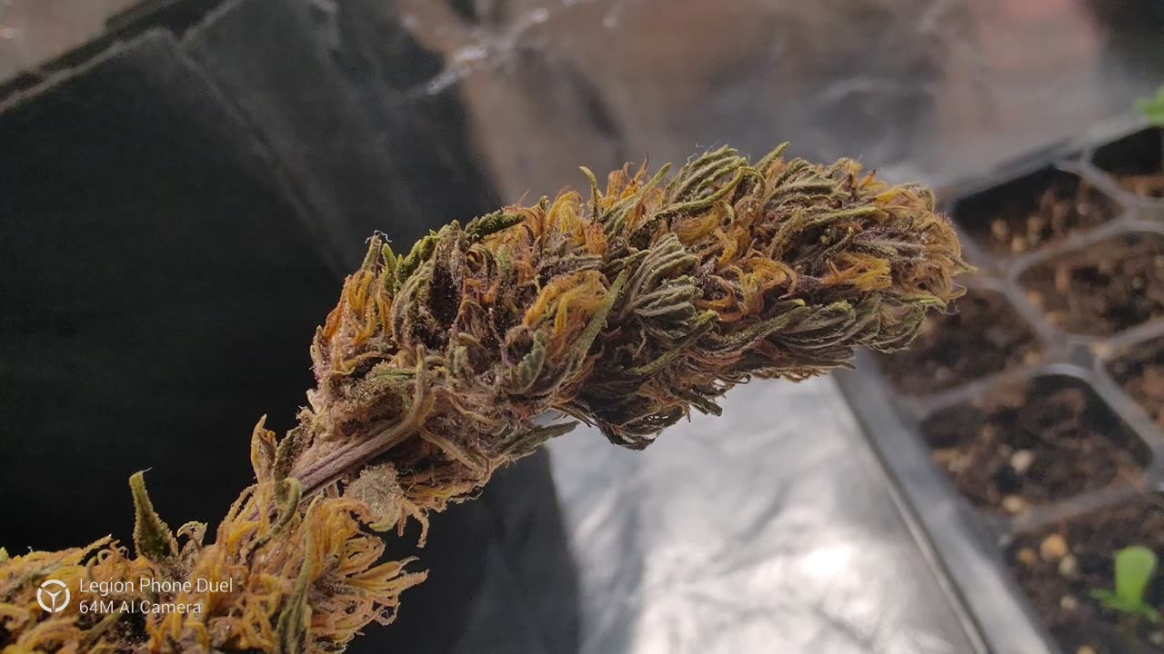 Landrace/Domesticates - 'Thai Squirrel Tail' Bud from Nakhon si Thammarat Province!