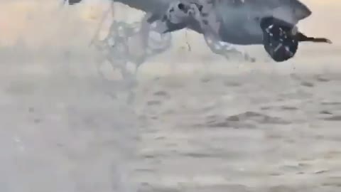 This is a beautiful and charming water-dwelling species