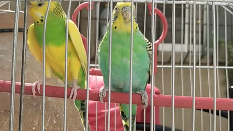 Buggies parrots video enjoying outdoor