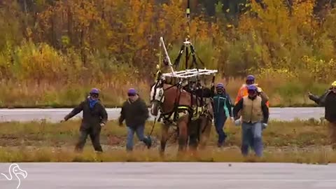 People Go Above And Beyond To Help Injured Horse
