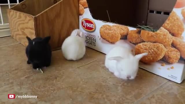 The Cutest Baby sBunny Rabbit Compilation EVER_Cut