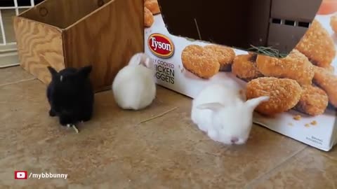 The Cutest Baby sBunny Rabbit Compilation EVER_Cut