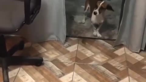 Dancing Dog