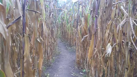 Corn Maze POV