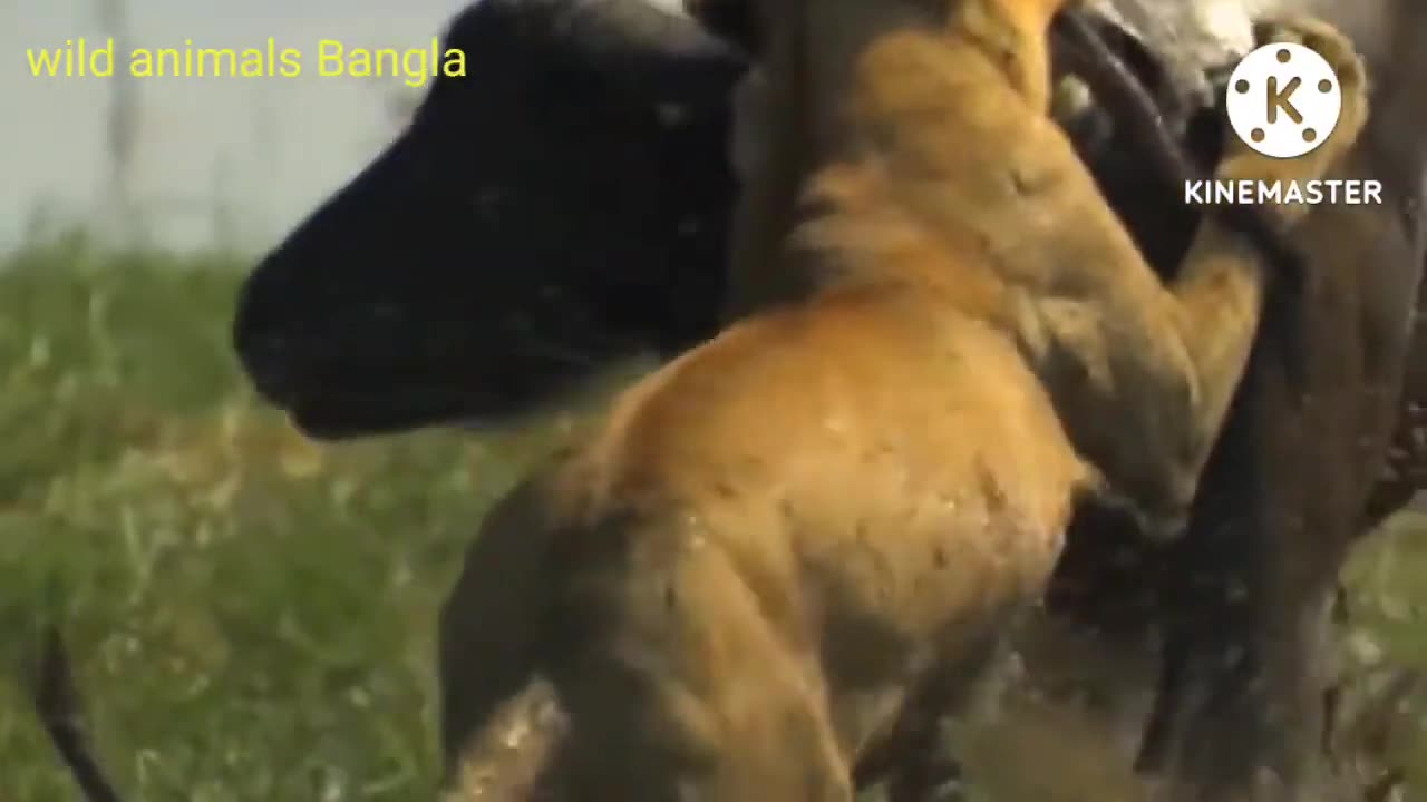 Lucky to see this 🙊-- Most Dangerous Wild Animals Video in the world -- animals Bangla @Imtiyashx