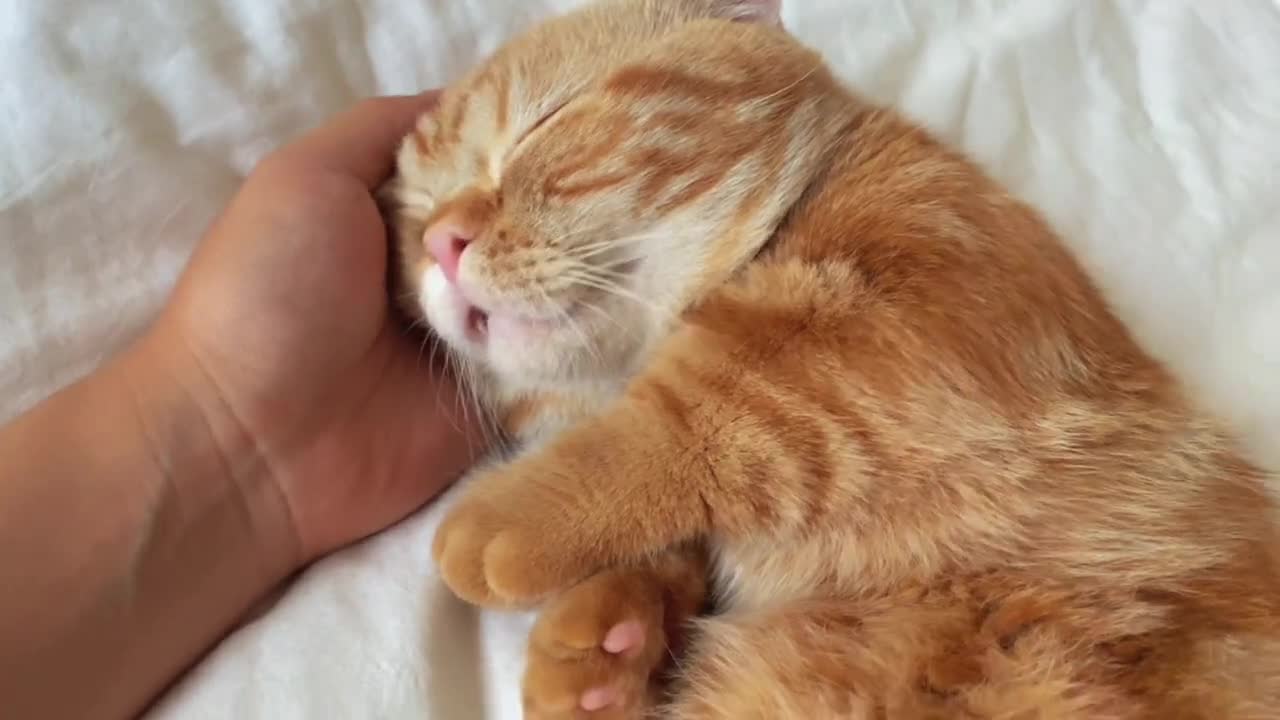 Pet a kitten to Sleep