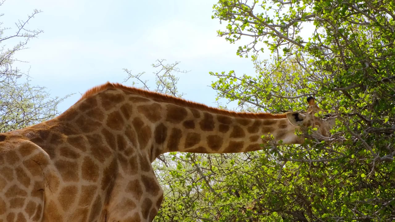 Giraffe eating nice green tree...