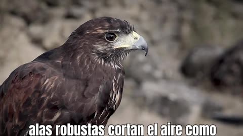Halcón Peregrino - Desafío de velocidad Extrema