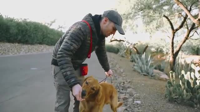 Trick to stop your dog from pulling leashes..