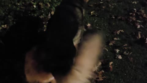 Virgil german shepherd.