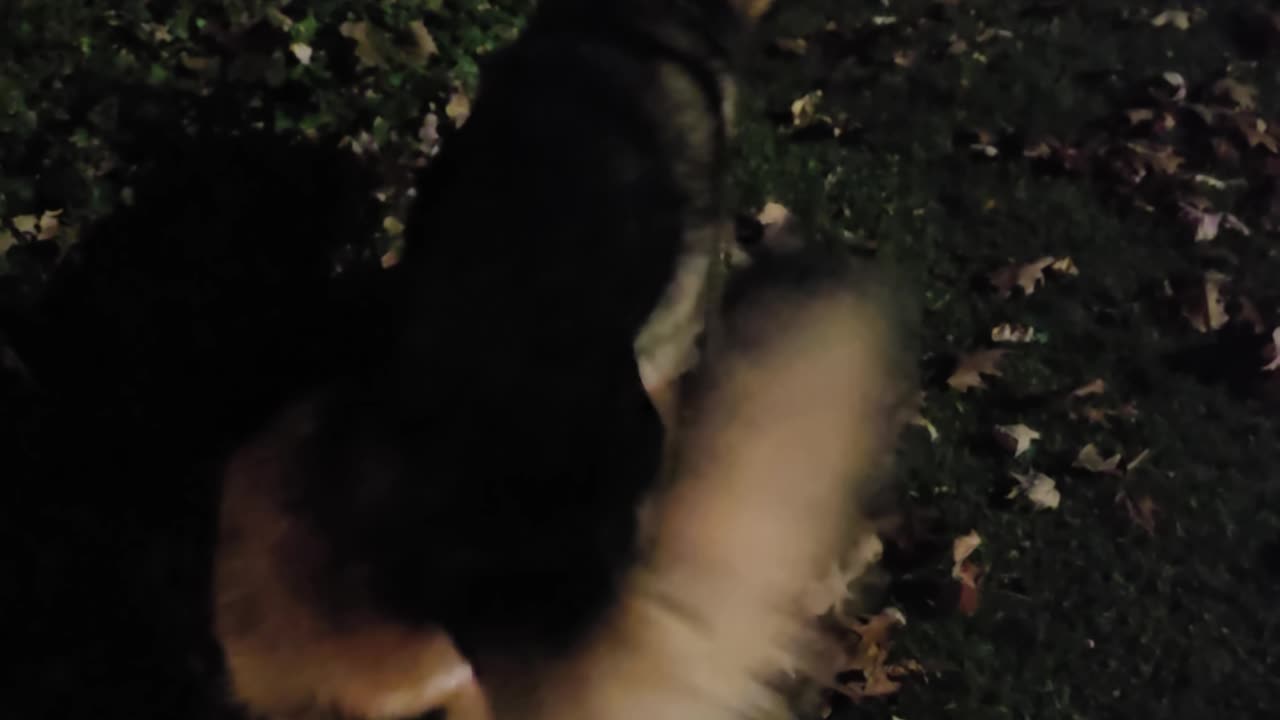 Virgil german shepherd.