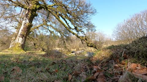 Ground level tour of a wildcamp pitch. GoPro