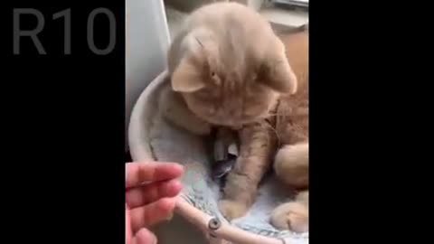 Sad cat funny video 😹