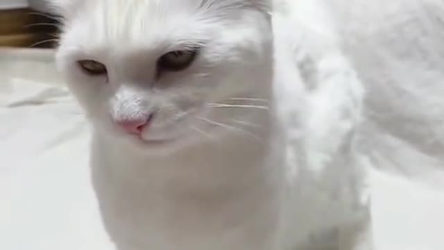 Cute Cats Doing Funny Things 😍 Funniest Cats Video 😍 Cute Cats