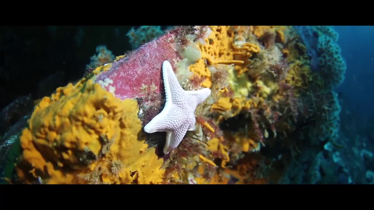 Diving seal underwater animals