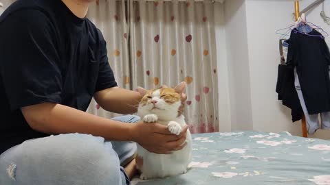 Rub the fat cat's big head