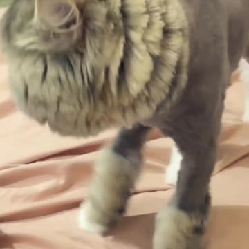 Cute and Funny Cat Videos #8