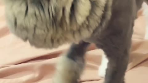 Cute and Funny Cat Videos #8