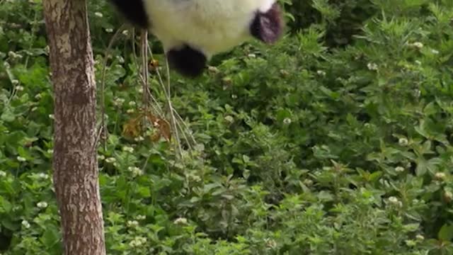 The giant panda