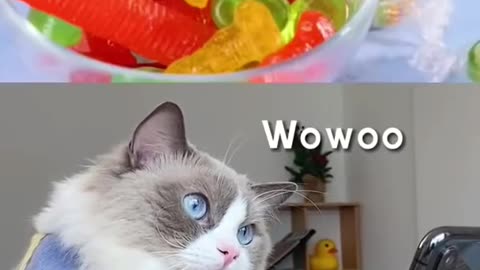 cat + recipes = cuties