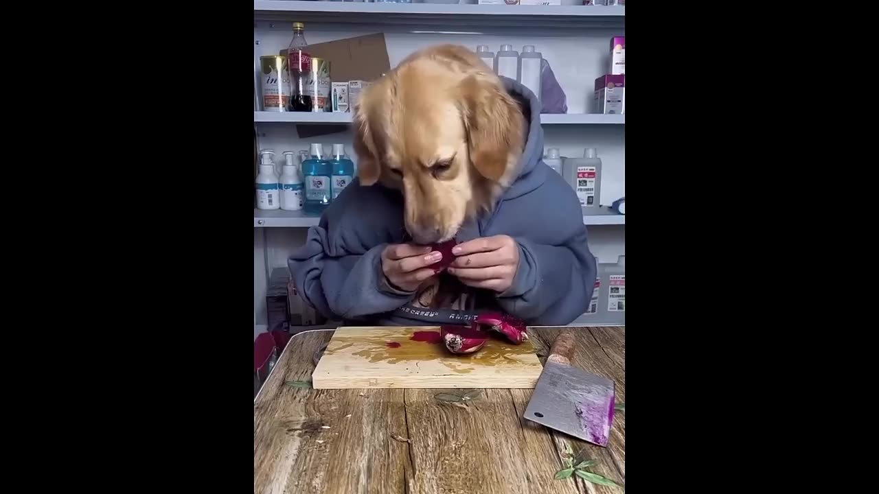 New Funny Animals π Funniest Cats and Dogs Videos πΊπΆ