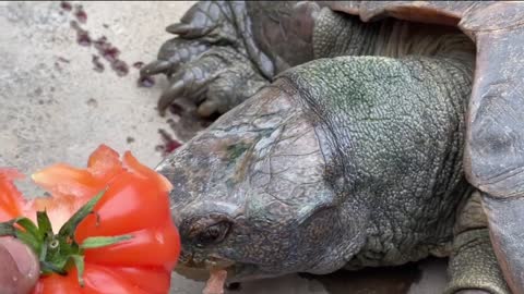 Turtles eat tomatoes