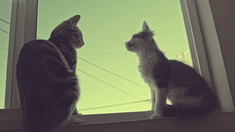 Cats who careing each other