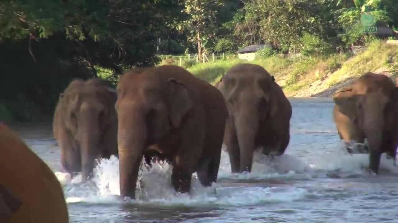 Elephants Ran To Reunion With The Favorite People Who Away For 14 Months - ElephantNews