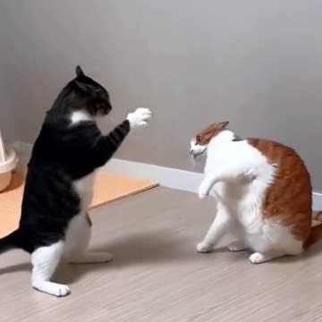 Cat vs cat fight