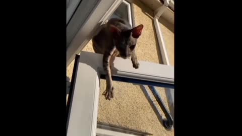stubborn cats getting ready too much
