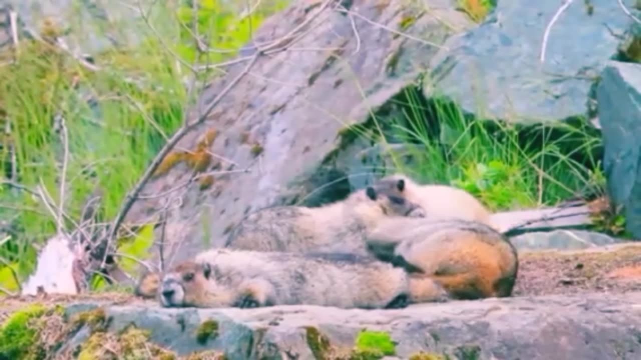The rodents